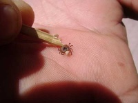 image of tick