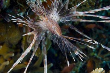 image of lionfish
