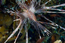 image of lionfish #29