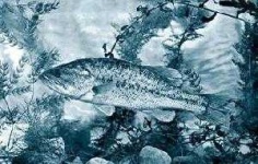 image of animal