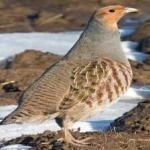 image of bird
