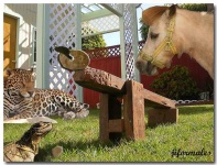 image of jaguar_car