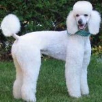 image of animal