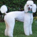 image of poodle #2