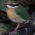 image of bird