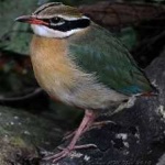 image of indian_pitta #29