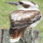 image of bird