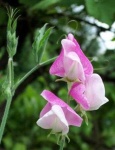 image of flower