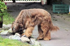 image of briard