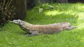 image of komodo_dragon