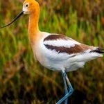 image of bird