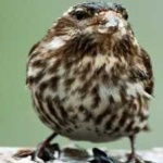image of bird
