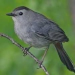 image of bird