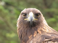 image of animal