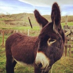 image of animal