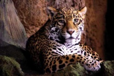 image of jaguar_car