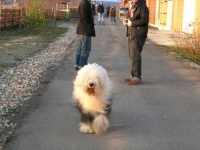 image of old_english_sheepdog #27