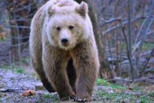 image of animal