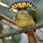 image of bird
