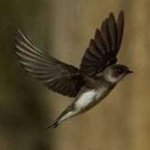 image of bird