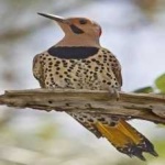 image of bird