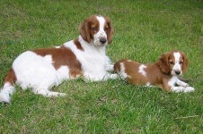 image of welsh_springer_spaniel #27