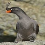 image of bird
