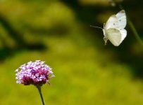 image of cabbage_butterfly