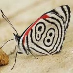 image of animal