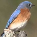 image of bird