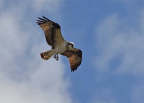 image of animal