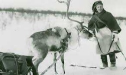 image of reindeer #29