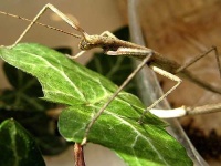 image of walking_stick