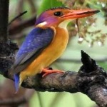 image of bird