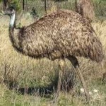 image of emu #6