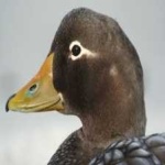 image of bird