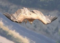 image of vulture
