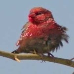 image of strawberry_finch #20