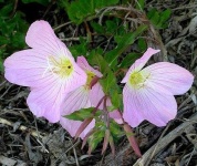 image of flower