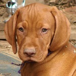 image of vizsla