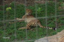 image of cheetah