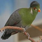 image of bird