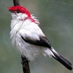 image of bird