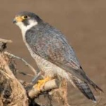 image of bird
