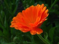 image of flower