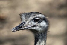 image of ostrich
