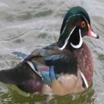 image of bird