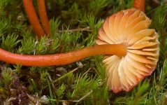image of mushrooms
