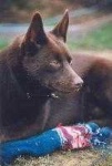 image of kelpie #32