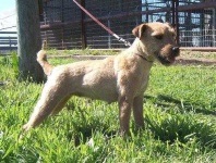image of lakeland_terrier